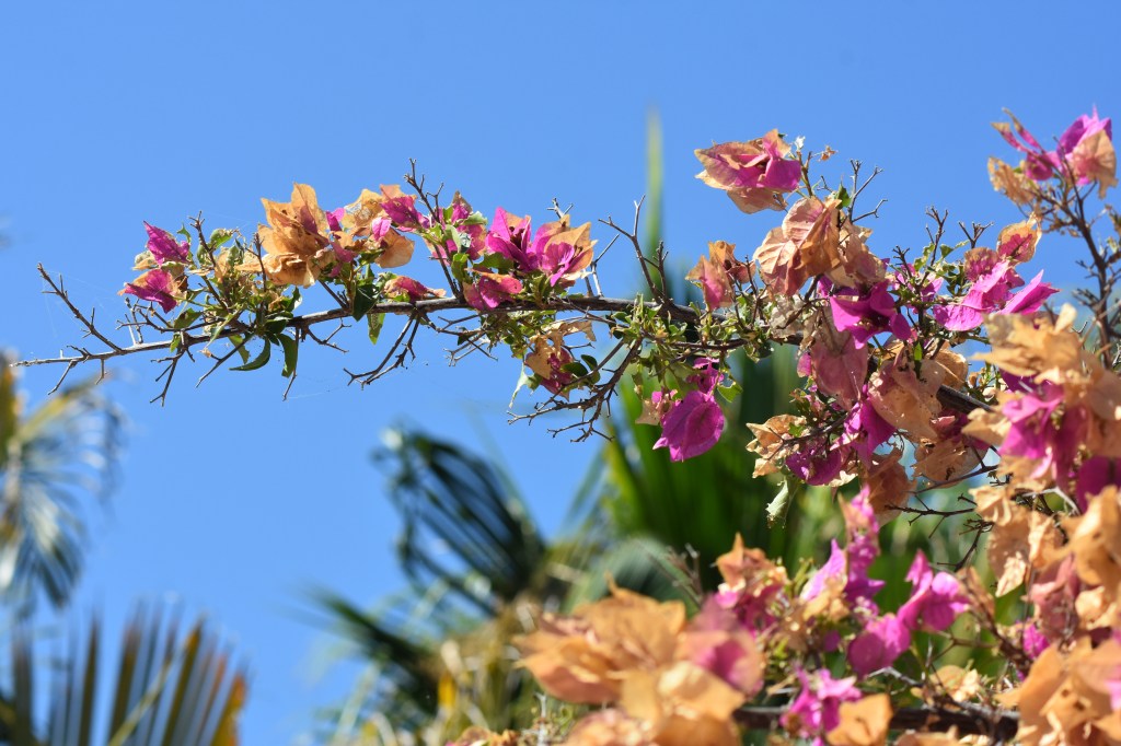 a fading bougainvillea with withering blooms against a bright blue sky
